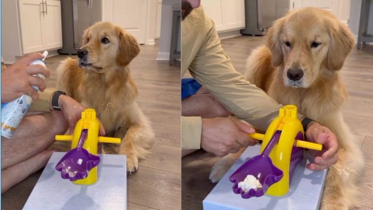 Video: Dog’s Reflexes Are on Point When Owner Gives Her Pup Cup