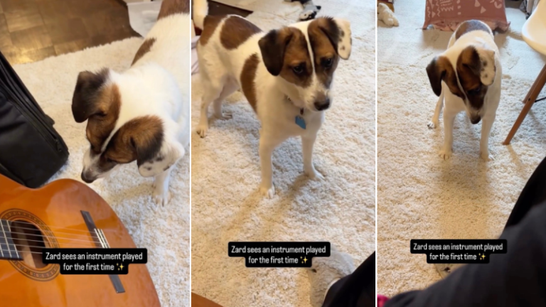 This Video of a Rescue Puppy Exploring the World Will Brighten Your Feed