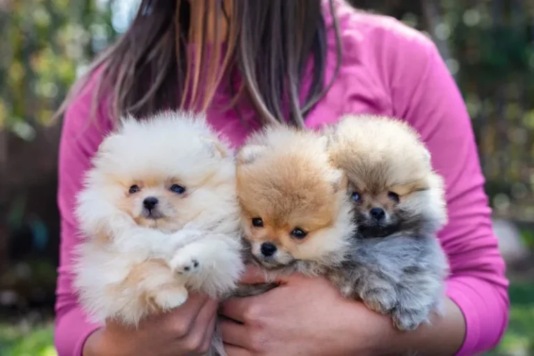 ‘Puppies For Sale?’ Consider Adoption Instead
