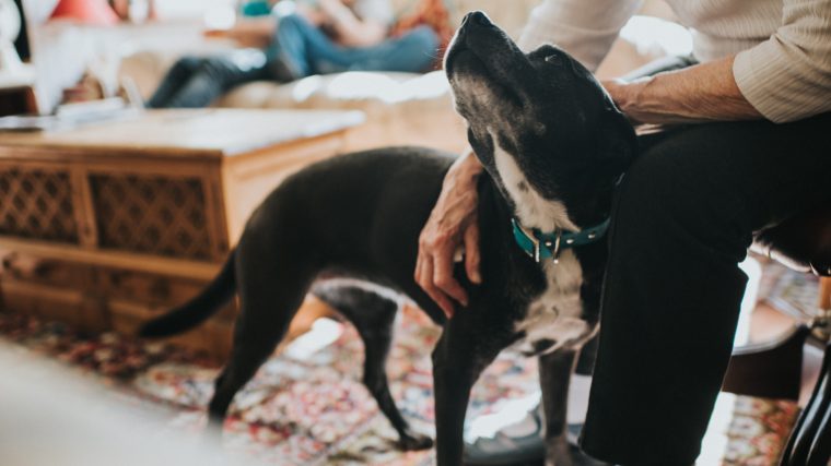 The 3-3-3 Rule for Bringing Home a Rescue Dog