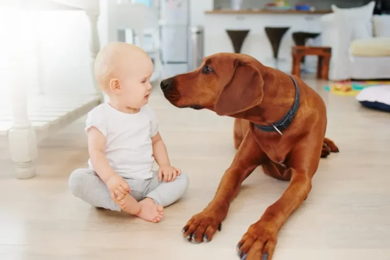 How to Introduce Your Dog to a New Baby