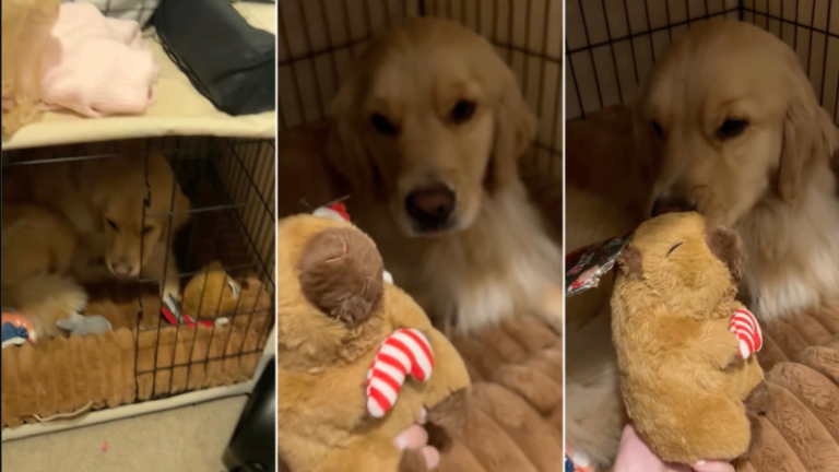 Video: Golden Retriever Finds Christmas Gift Early & Does This